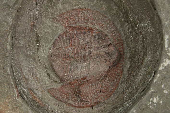 Red Trinucleid Trilobite (Declivolithus) - Mecissi, Morocco #321066